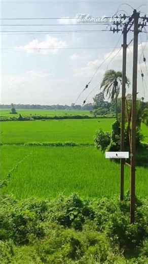 westbengal paddy cultivation 😁😂