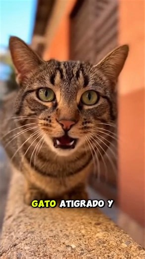 Gato atigrado, personalidad.