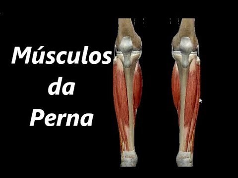 Anatomia dos Músculos da Perna em 3D