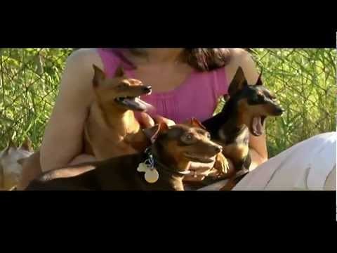 DOGS 101: Miniature Pinscher
