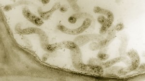 The world's smallest life form can now move, thanks to genetic engineering