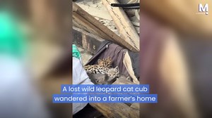 Lost wild leopard cat finds unexpected mother in China