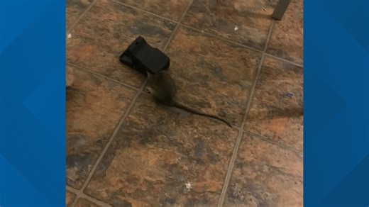 DC Housing Authority claims to have corrected 111 housing code violations; conducted pest control at 283 units at Potomac Gardens