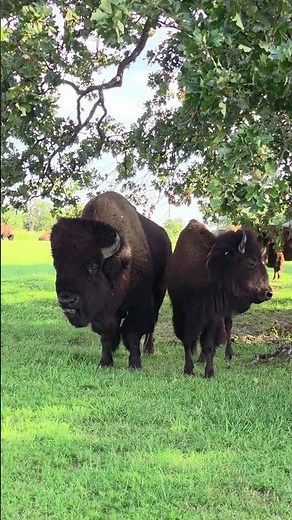 Bison Rut in Action: Wild Behavior at Woolaroc Preserve