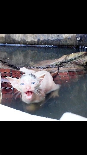 11K views · 593 reactions | Rescue kitten in underground water tank. Luckily the baby is healthy, we will update in the next video | Kita Animals | Facebook