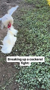 Boys 🙄 #roosters #chickens #pets #funny #farm | Holly’s Hens