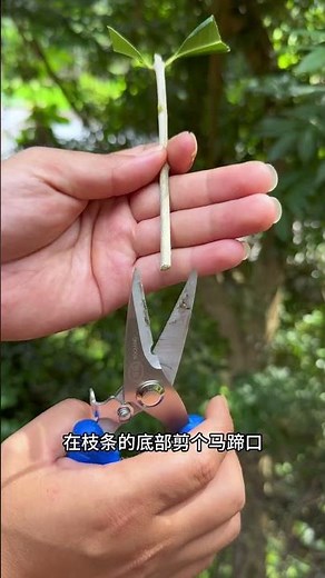 Revolutionize Osmanthus Propagation with a Simple Water Bottle Method