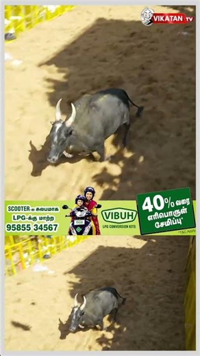 இப்ப புடி.. இப்ப புடி! பயம் காட்டிய காளை | அவனியாபுரம் ஜல்லிக்கட்டு | Avaniyapuram Jallikattu