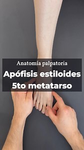 Anatomía palpatoria del pie🦶🏼5to metatarso y apófisis estiloides #AnatomiaPalpatoria #Anatomia #Tobillo #Pie #Fyp | Anatomía Activa