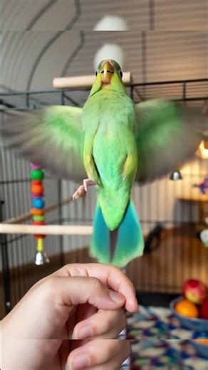 Parrotlet Parrot – Duniya ka Chhota Lekin Bahadur Tota! 🦜 #shorts #parrot
