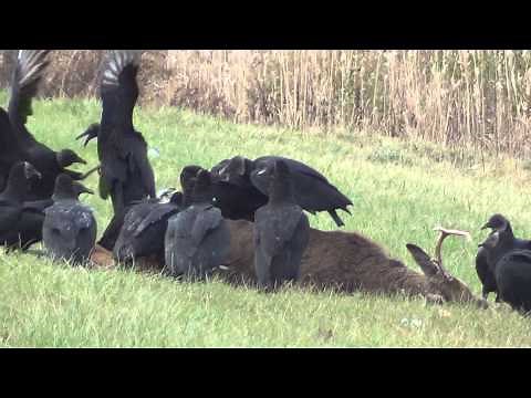 Black Vultures in Connecticut