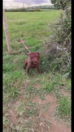 Understanding Working Terriers: Strong and Versatile Dogs