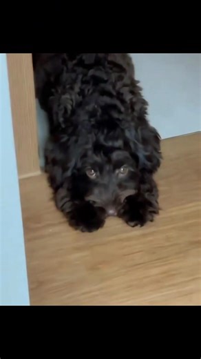 Perfect photo shoot 🖤💥 | Black Cockapoo Lovers