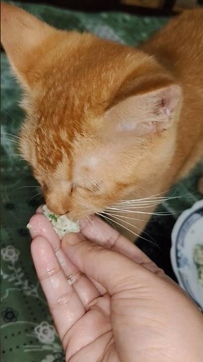 💚 Healthy Homemade Cat Food | Chicken, Spinach & Broth Recipe 🐱 | Easy & Nutritious!