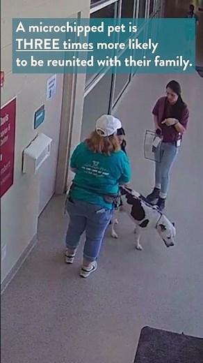 REUNITED! Microchips Saves Lives