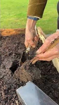 Raspberry Planting into a New No Dig Bed