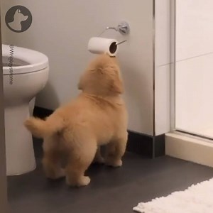 60K views · 2.9K reactions | "Out of all of my toys, this is my favourite"  | Go Fetch | Facebook