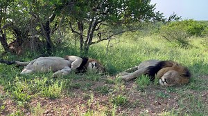 Two very tired male Lions sleeping next to the Road in Kruger National Park, South Africa. #wildanimals #wildlife #lions #animals #nature | Wildest Kruger Sightings