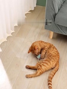 5.8K views · 85 reactions | Do you have a cat that loves to play?...