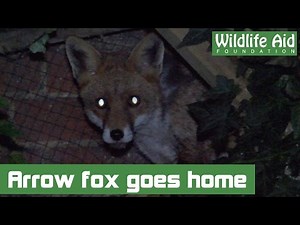 Fox Shot by Arrow Released Back Home!