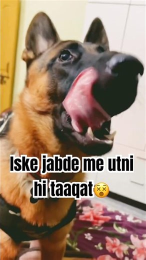 Iske jabde me agar…😱 #germanshepherd #gsds #dog
