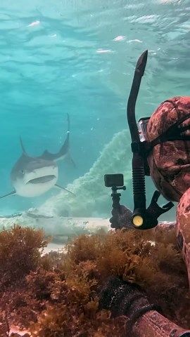 Shark Heart-Pounding Moment: Stay Calm and Don’t Move!