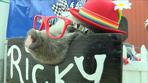 Step Right Up: Swimming Pig Races from the Hocking County Fair