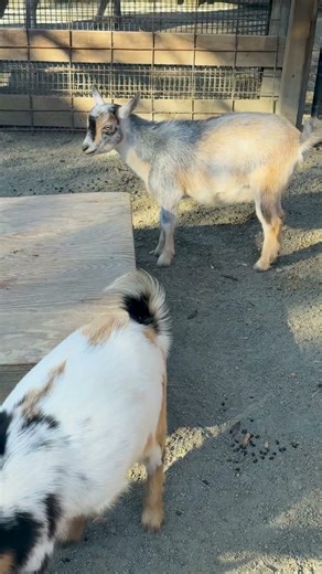 30 Seconds of Baby Goats Baaa-ing