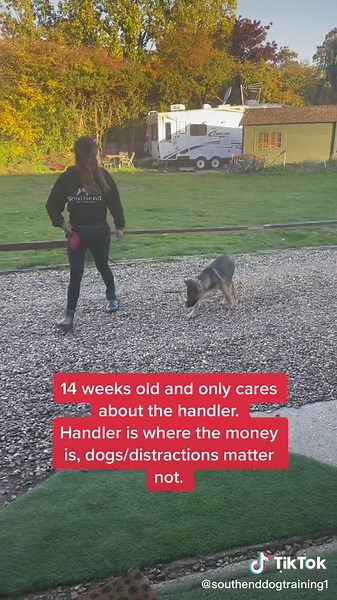 Effective Hand Feeding Techniques for Training Puppies