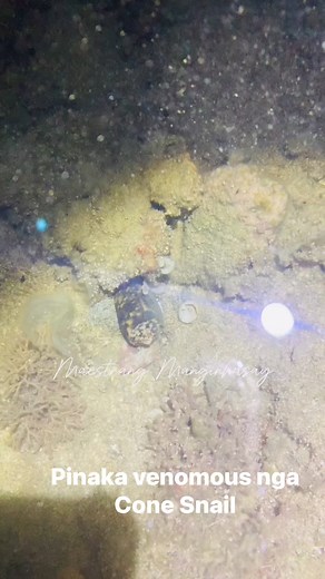 34K views · 852 reactions | Conus Geographus most venomous cone snail #conesnail #hunasan #buhayprobinsya #maestrangmanginhasay | Jezabel Rodaje Butal | Facebook
