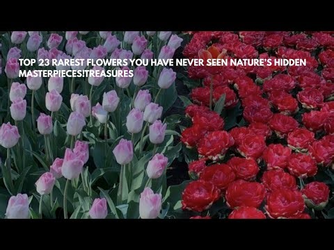 Top 23 Rarest Flowers You have Never Seen Nature’s Hidden Masterpieces!treasures