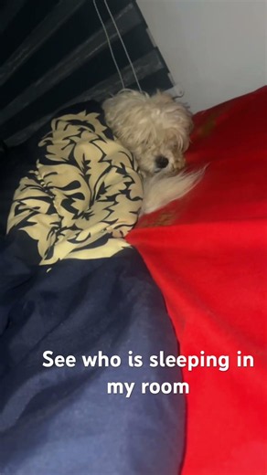 See who is sleeping in my room #dogs
