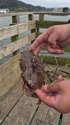Female vs. Male Distinction | Dungeness Crabs in Oregon