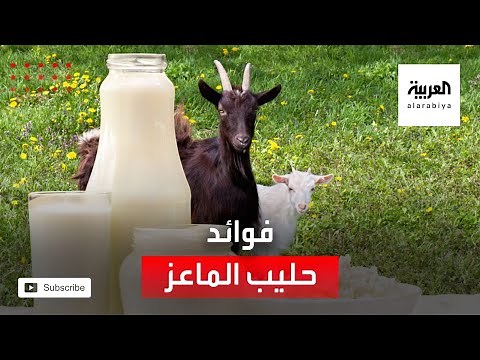 سعراته الحرارية قليله ولا يسبب الحساسية.. تعرف على فوائد حليب الماعز