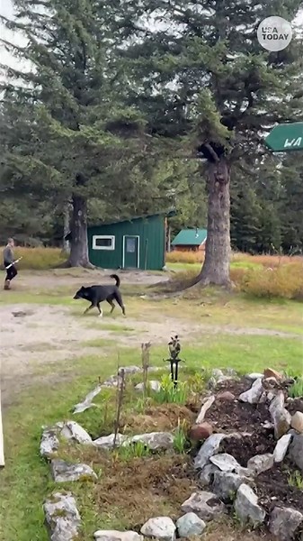 See what happens when a bear tries to crash a cookout