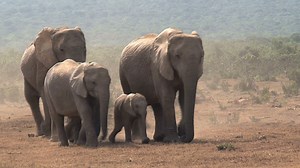 Herd Of African Elephants Walking On Savanna Stock Footage SBV-300733704 - Storyblocks