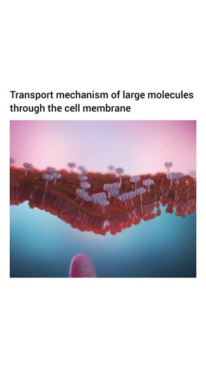 73K views · 267 reactions | PROCESS OF TRANSPORTATION Exocytosis...