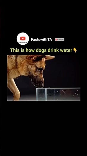 🐶 “You’ve Never Seen a Dog Drink Water Like THIS 😲💧#shorts