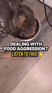 How to handle food aggression with your dog 👆 watch the full in-depth video on how to stop food aggression, on our YouTube channel 🔥 link in bio #dogs #foodaggression #resourceguarding #dogtraining | Canine Revolution Dog Training