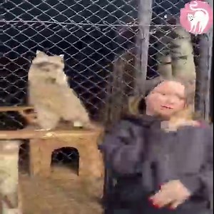 270K views · 10K reactions | Funny raccoon - skillful dance moves | Explore Snake TV | Facebook