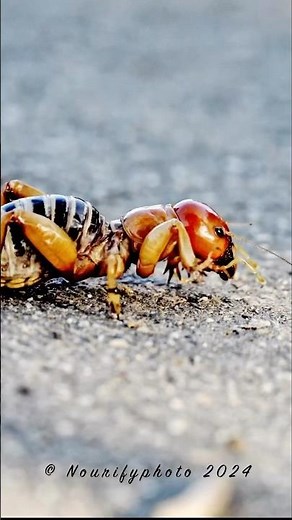 Potato Bug, aka Jerusalem Cricket …