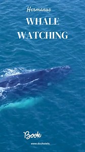 Whale Watching season is open in Hermanus 🐋🐋 Book a boat-based Whale Watching trip and experience the magic of watching the southern right whales up close on your whale trip while staying in our Luxury Lodge on the Green guesthouse Don't miss out on this unforgettable adventure - book your stay today! Hermanus Whales DCC Hotel Group Whale watching trip - https://hermanuswhalewatchers.co.za/ Accommodation: https://bit.ly/49IxhH1 #Hermanuswhalewatching #whales #HermanusLodge #WhaleWatching #Herm