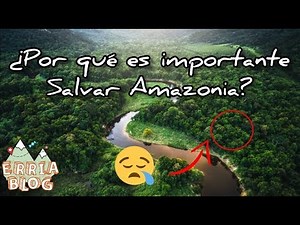 Amazonas: todo lo que debes saber sobre esta selva y su importancia para el planeta!
