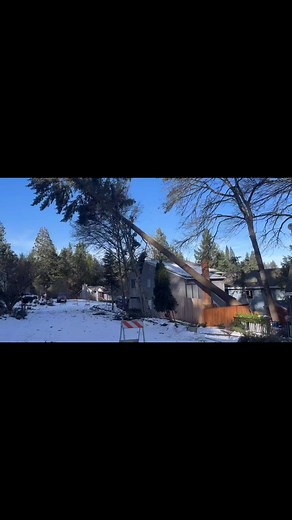 1.2K views · 22 reactions | In Lake Oswego, people in this Mountain Park neighborhood are relieved this tree didn’t hit any people or property. The owner, who took this video, had been waiting for it to fall and expecting the worst. Other trees in the neighborhood appear likely to follow. | Katherine Cook (KGW) | Facebook