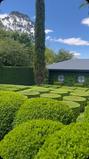 😍🌳 Keep your Buxus as stunning as this with Topbuxus. 🌳🙌 | Topbuxus Garden Care