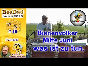 Bienen im Juni Königinnen prüfen in geschwärmten Völkern Imkerei und Bienen 2020 #40