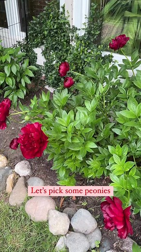 I recently found out that the peony garden we inherited with our home is over 40 years old! 🤯 I was already in awe due to the fact that peonies are on of my favorite flowers but now knowing what a legacy these have had, I’m even more thankful! Share all your peony care tips with me in the comments! ♥️ | The Gratz Life