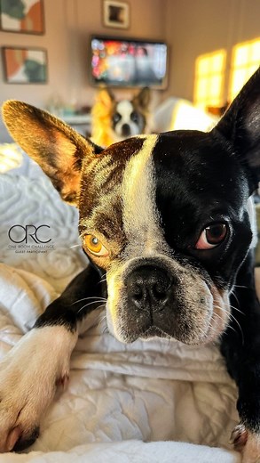 14K views · 61 reactions | Help  It’s a tweed fabric so will spread like a wildfire if I don’t get it patched soon… any advice? Not sure a needle and thread is going to do the job… I think I need something to keep it from fraying. PS, Decker is safe and not actually for sale  but he’s definitely in the dog house. #dogsofinstagram #roveconcepts #orcat #apartmenttherapy #oneroomchallenge #doghouse #dogsofinstagram | thegoodwrench | Facebook