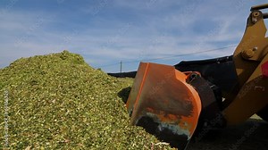 making silage for the winter food for animals on farm tractor compacts silage Stock Video