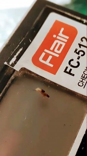 Fly sex is the process of reproduction